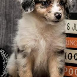 Miniature American Shepherds from Fergie's Mini American Shepherds
