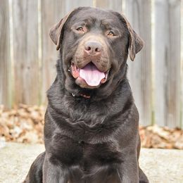 Dutton - Labrador Retriever