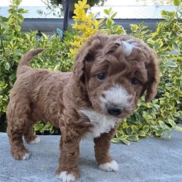 Nick - Apricot male Aussiedoodle puppy in Blackfoot, Idaho from Draper Mountain Doodles