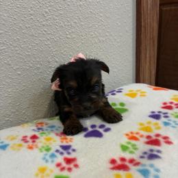 Roxy - Tri-color female Yorkipoo puppy in Brookings, South Dakota from Hofer Pups