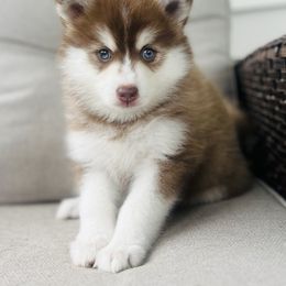 Ramona - Chocolate female Pomsky puppy in Memphis, Missouri from Happy Hills Kennels