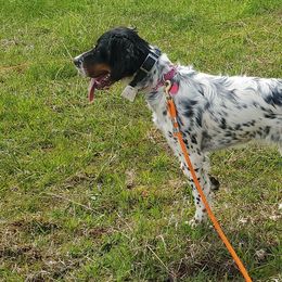 English Setters from Wild Bird Setters
