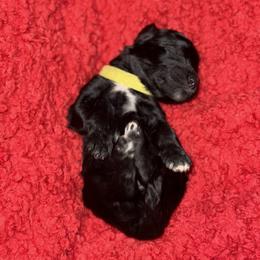Sheepadoodle Puppies from Mojave Premier Kennels