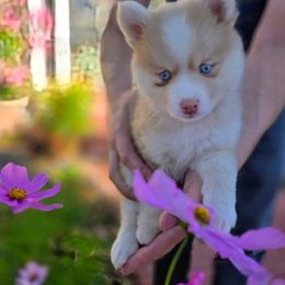 Miss Kelly - Merle female Pomsky puppy in Las Vegas, California from Lovely Pomsky