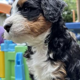 Bernedoodle, Poodle, and Saint Berdoodle Puppies from Myt fine doodles