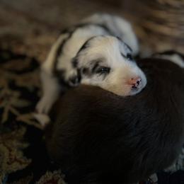Border Collie Puppies from Stone Garden Border Collies