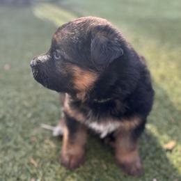 Leon - Black and red male German Shepherd puppy in Charlottesville, Virginia from AB_Elite_GSD