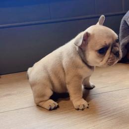 French Bulldog Puppies from The Midwest Frenchies
