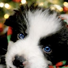 Frosty - Black tri male Miniature Australian Shepherd puppy in Alexandria, Virginia from Fairfax Aussies