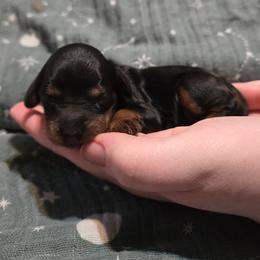 Girl 3 - Black and tan female Cavapoo puppy in Vancouver, Washington from Doo a Little Doodle