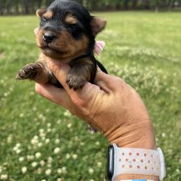 Maddie - Black and tan female Yorkshire Terrier puppy in Jayess, Mississippi from Barbara Clark