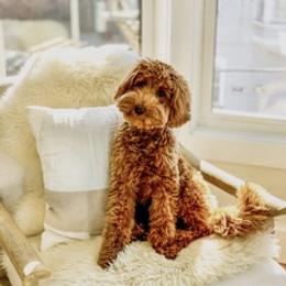 Chloe - Goldendoodle