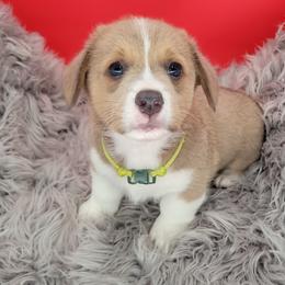 German Shepherd and Pembroke Welsh Corgi Puppies from J&R Shepherds & Corgis