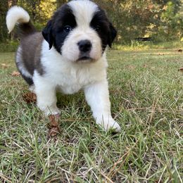 Saint Bernard Puppies from Magnolia Saint Bernards