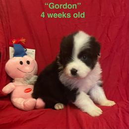 Gordon - Black tri-color male Australian Shepherd puppy in Hammond, Louisiana from Gold Ring Australian Shepherds