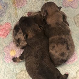 Pomeranian puppies from Pom Pom Pomskies-TN