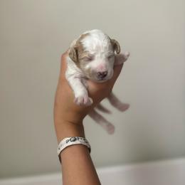 Atlas - Parti male Goldendoodle puppy in Noblesville, Indiana from R and H Doodles