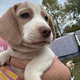 Kenzie - Lemon and white female Beagle puppy in Rogersville, Missouri from Hales Little Beagle Haven