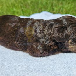Sally - Liver female Miniature Schnauzer puppy in Agricola, Mississippi from Lorraine's Miniature Schnauzers