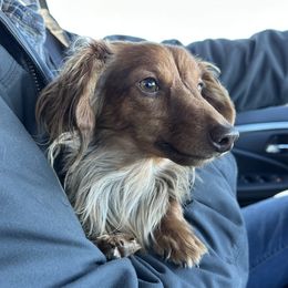 Skye - Dachshund