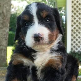 Marcine - Tri-color female Bernedoodle puppy in Folsom, Louisiana from DoodlesFarmCo