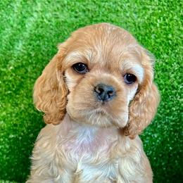 Cocker Spaniel Puppies from CuttinBlue Farms