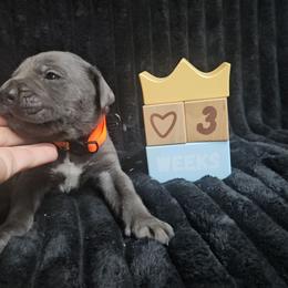 Orange collar - Gray male Cane Corso puppy in Fritch, Texas from Carrie Brown's Cane Corsos