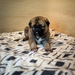 Orange collar - Fawn male Anatolian Shepherd Dog puppy in Spokane, Washington from 4D Cattle Dogs