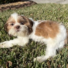 Slade - Red and white male Shih Tzu puppy in Saint Johns, Florida from BEH Puppies LLC