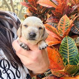 Belle - Cream female Dachshund puppy in Pierson, Florida from Paige’s Mini Dachshunds