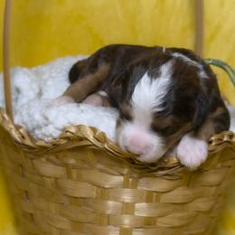 Topaz - Tri-color female Bernedoodle puppy in Bradenton, Florida from Peanut Butter Doodles