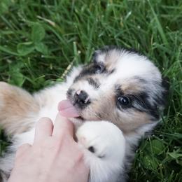Pepper - Blue merle female Miniature American Shepherd puppy in Holmesville, Ohio from Coffee Run Spring at Miller Farms