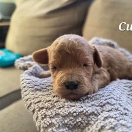Cupid - Red male Cavapoo puppy in Blackfoot, Idaho from Draper Mountain Doodles