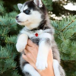 Ruby - Black and white female Pomsky puppy in Spring City, Pennsylvania from Pomsky Power Puppies