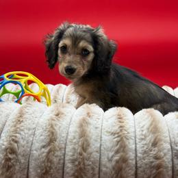 Ollie - Cream male Dachshund puppy in Corona, California from ChezBeale