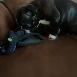 Luke - Black brindle and white male Boston Terrier puppy in Tenmile, Oregon from High Plains French Bulldogs,Boston Terriers and Frenchtons.