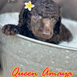 Poodle Puppies from The Olympus Standard Poodle