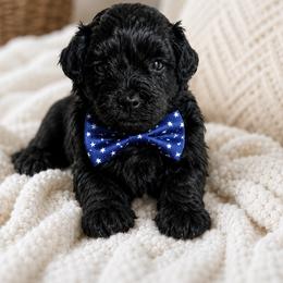 Schnoodle Puppies from Lewis Family Schnoodles
