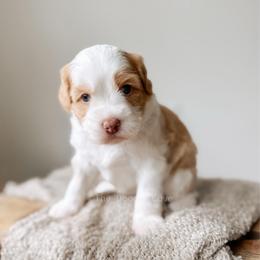 First Mate - Yachties - Caramel female Australian Labradoodle puppy in Syracuse, Indiana from The Doodle Cove