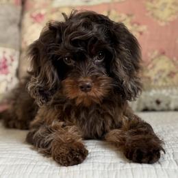 Keepsake - Chocolate female Cavapoo puppy in Beckley, West Virginia from By Design Doodles