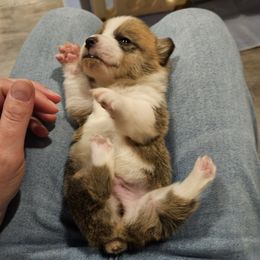 Elf 1 - Red male Pembroke Welsh Corgi puppy in Frontenac, Kansas from Holloway Corgis
