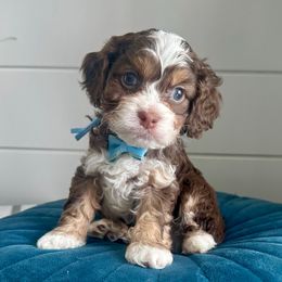 Blue - Tri-color male Cavapoo puppy in West Haven, Utah from Harper Haven Cavapoos & Doodles