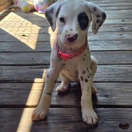 Tempest (LUA, Liver Spotted) - White and liver brown female Dalmatian puppy in Salem, Missouri from Paradise Spots Dalmatians