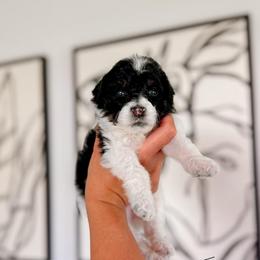 Taal - Black and white male Bernedoodle puppy in Cold Spring, Minnesota from A.N.A. Doodles