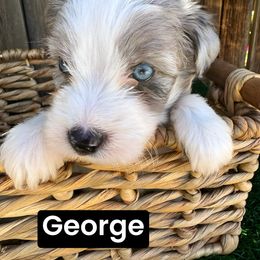George - Blue merle male Aussiedoodle puppy in Bakersfield, California from Annie's Aussies