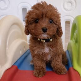 Yellow collar girl - Red female Cavapoo puppy in Gilbert, Arizona from Azteddybeardoodles