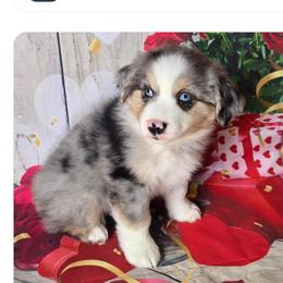 Boy 2 - Blue merle male Australian Shepherd puppy in Lakeland, Florida from Diamond P Australian Shepherds