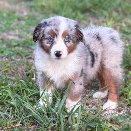 Branch - Ready 25th - Blue merle male Miniature Australian Shepherd puppy in Oronogo, Missouri from Dutton's Show Me Farms