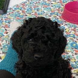 Cockapoo Puppies from Coco's Cocopuffs