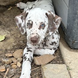 Dalmatian Puppies from Louisiana Roux Dalmatians